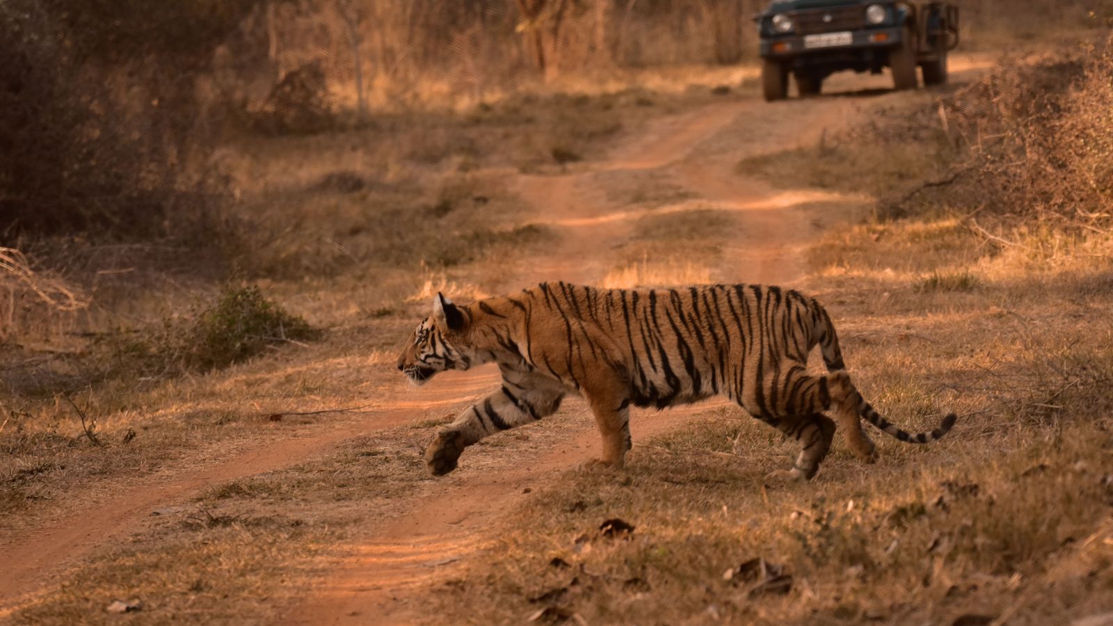 Alwar & Sariska by road