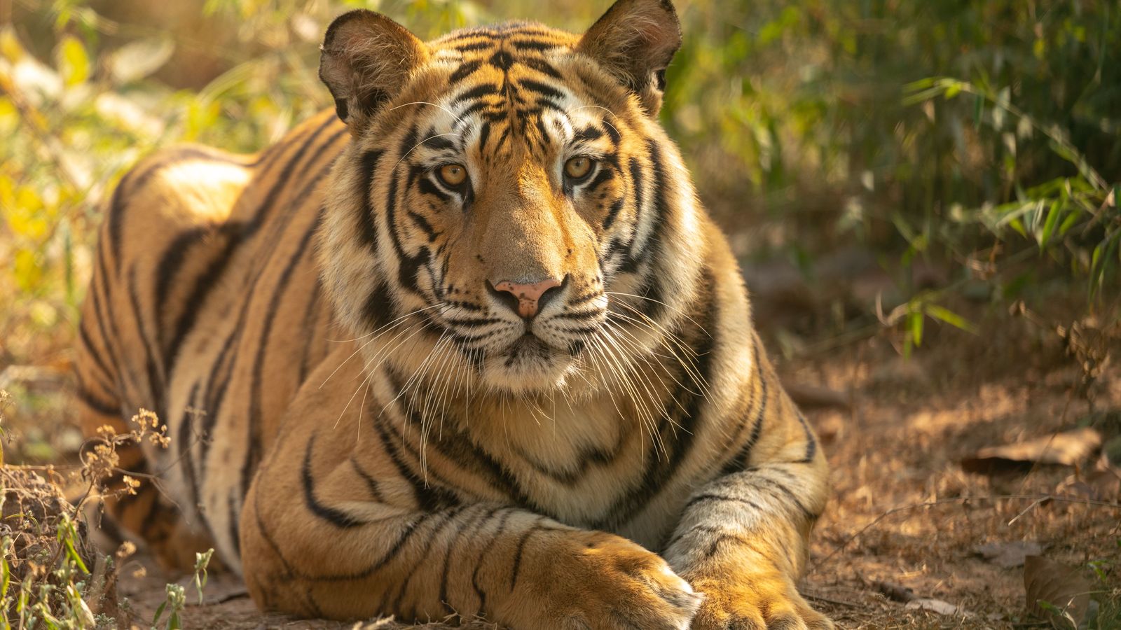 Bandhavgarh by road