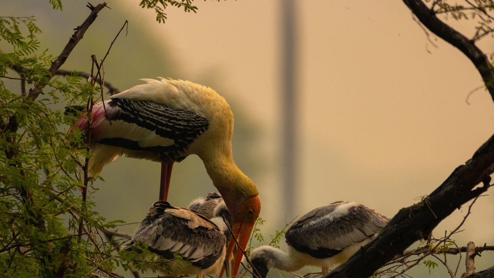 Bharatpur by road