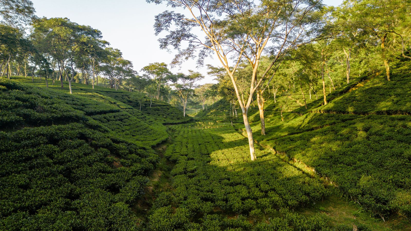 Darjeeling by road