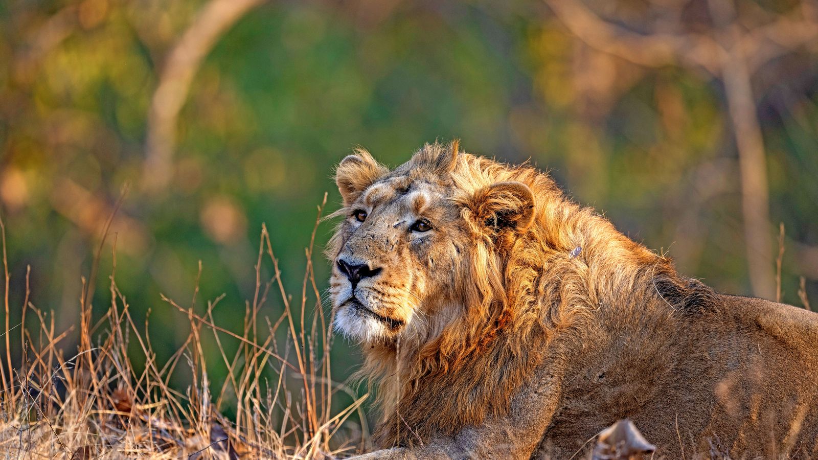Gir by road