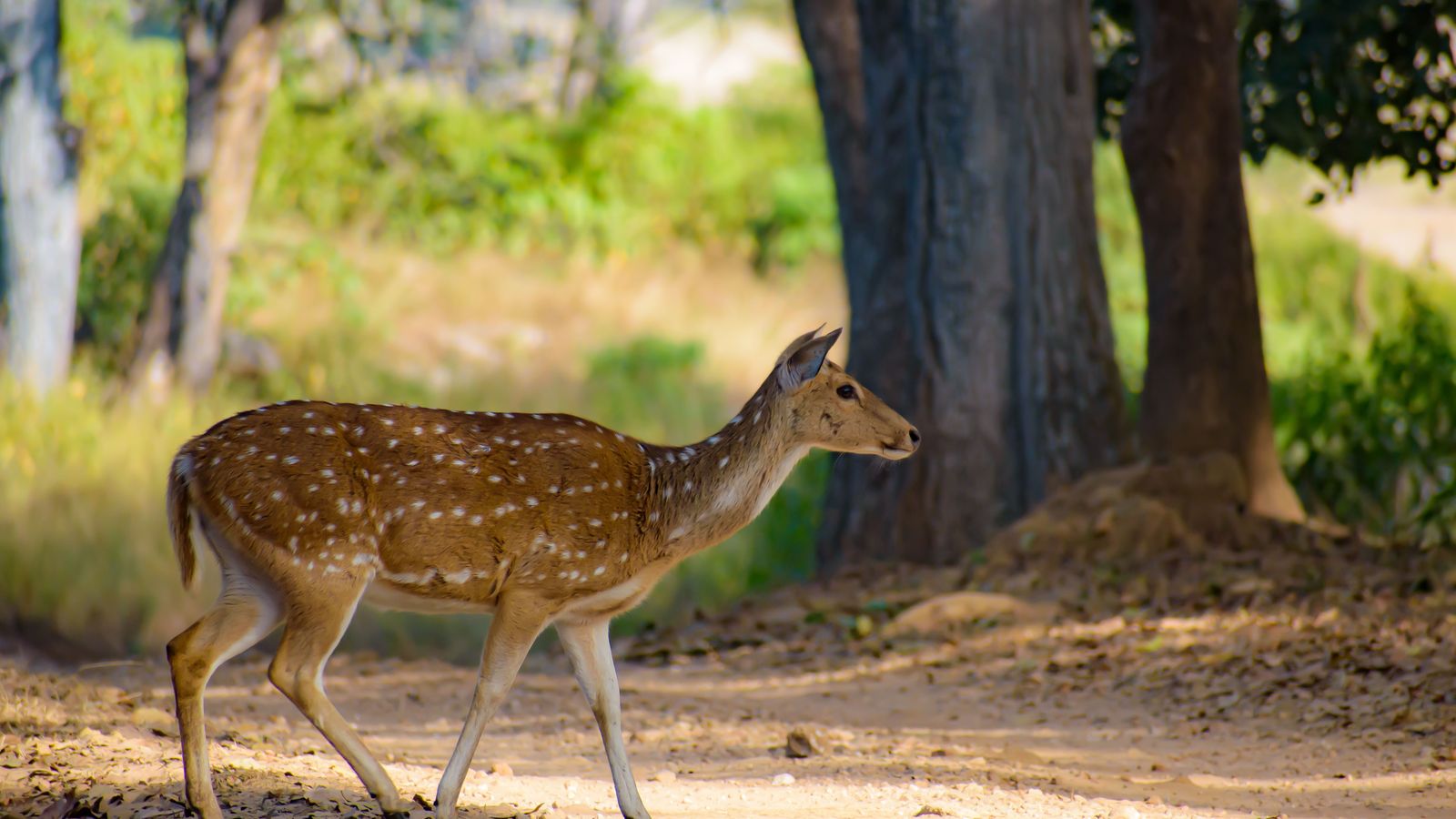 Kanha by road