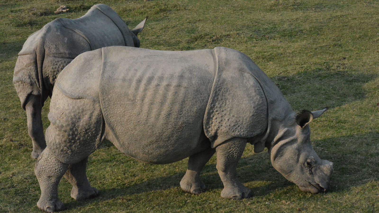 Kaziranga by road