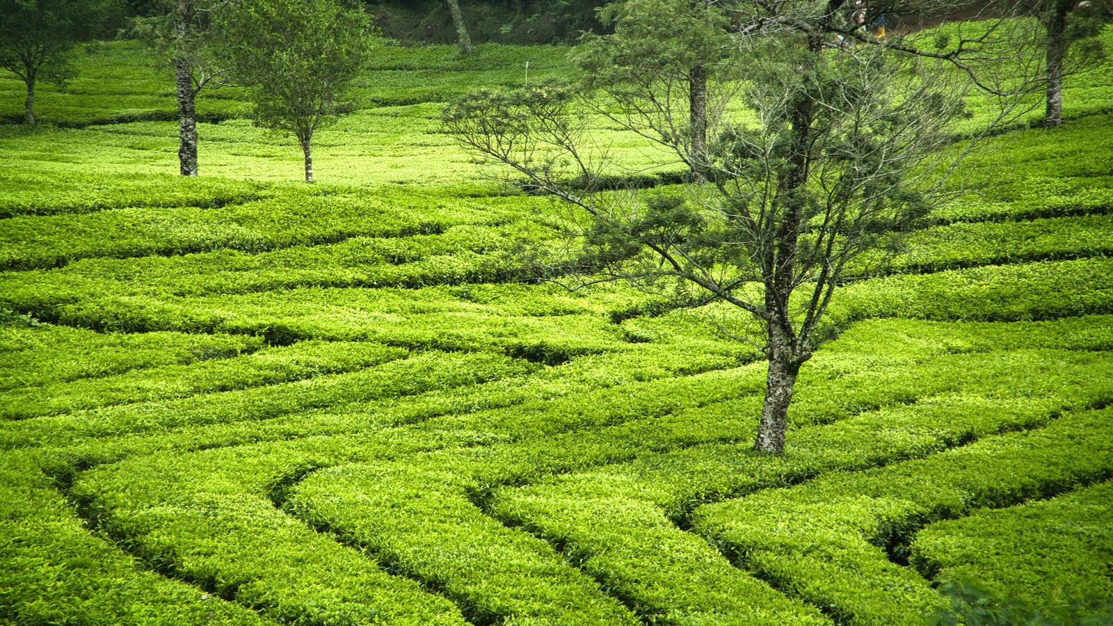 Palampur by road