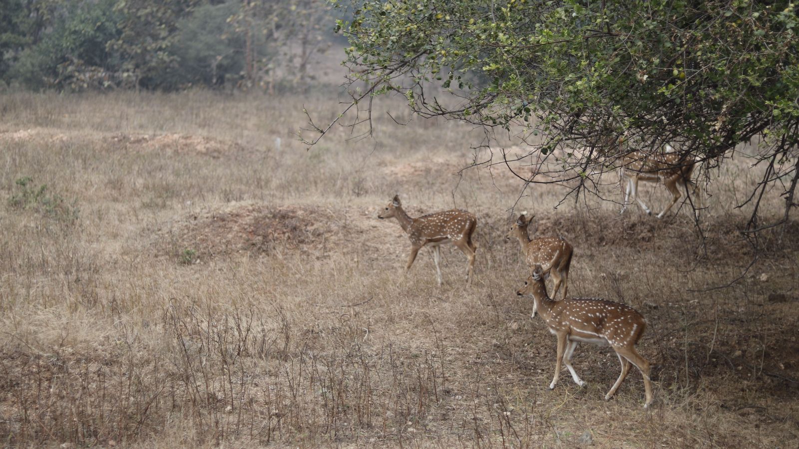 Pench by road