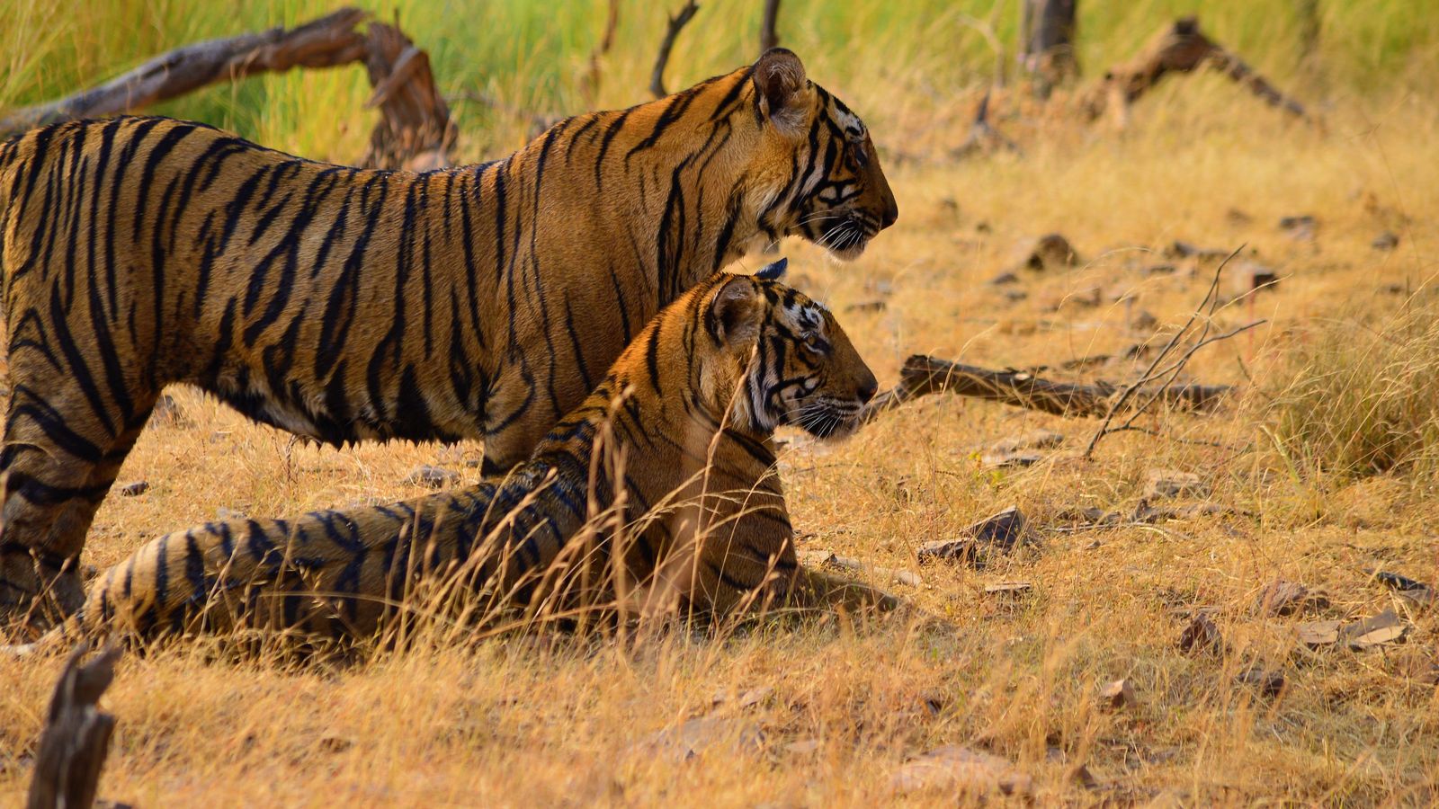 Ranthambore by road