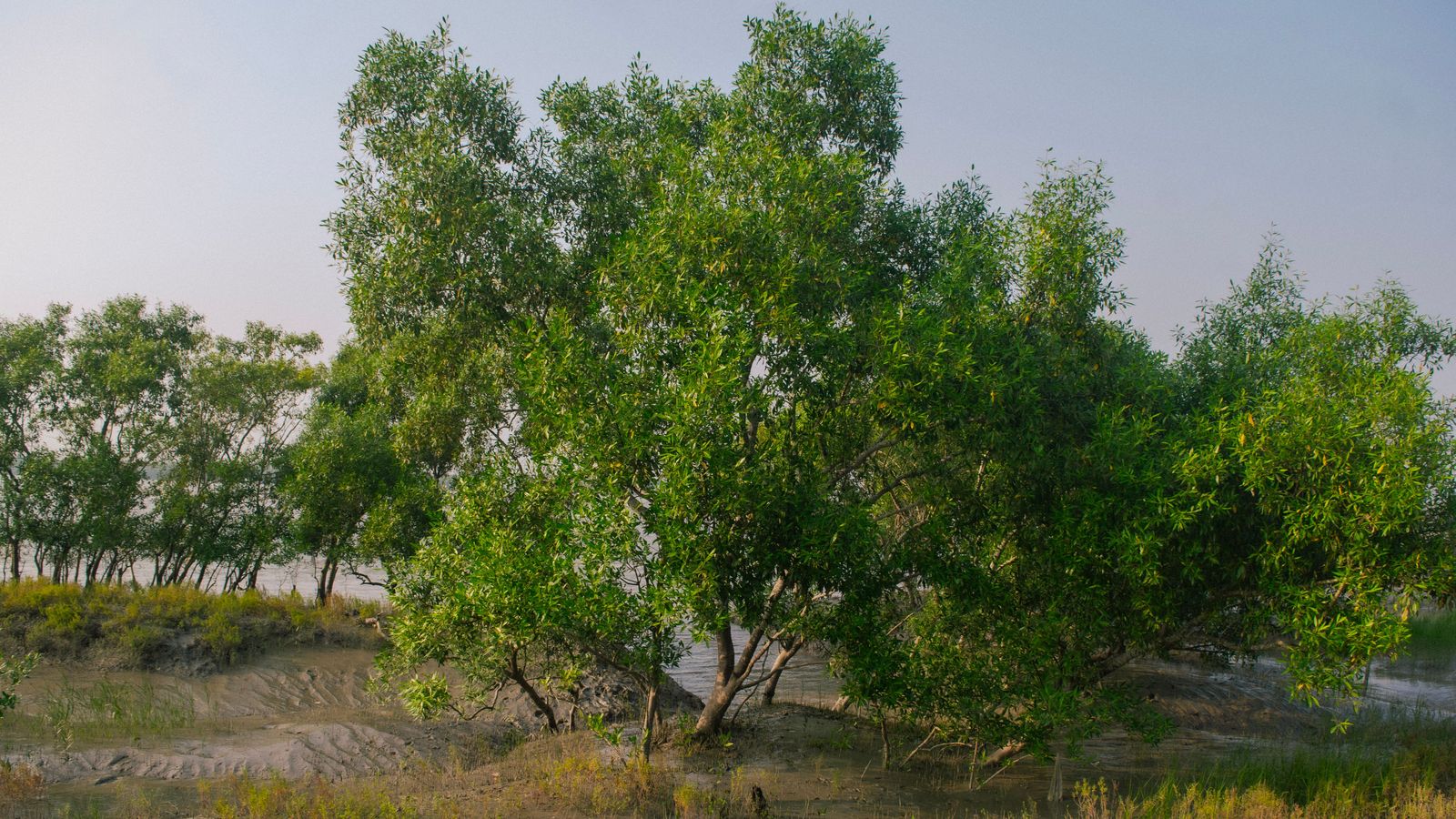 Sundarbans by road