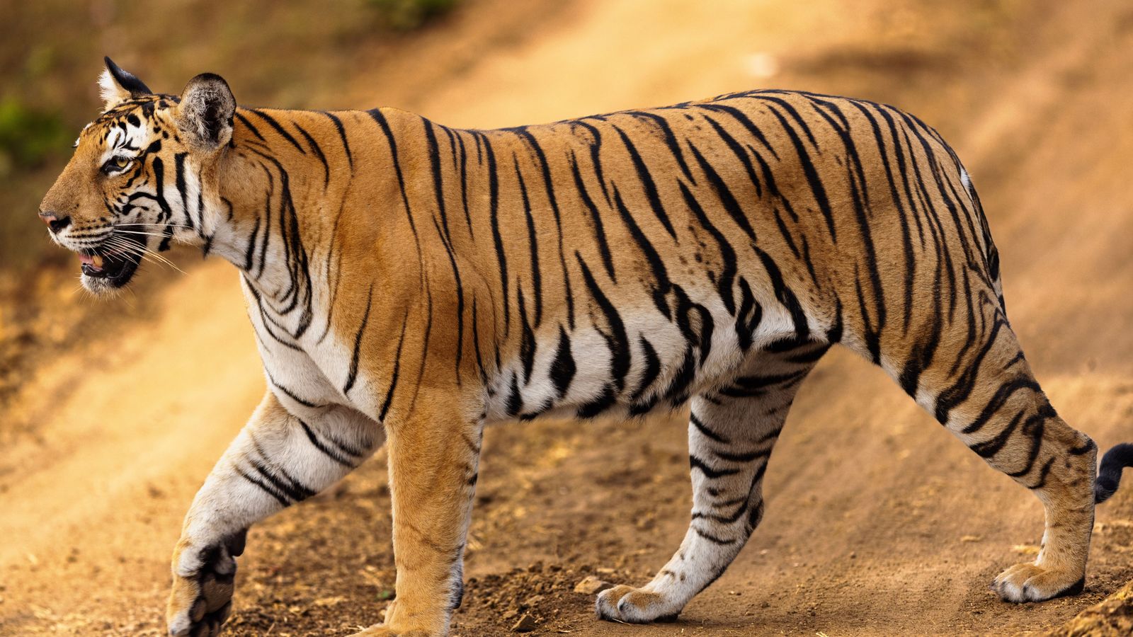 Tadoba by road