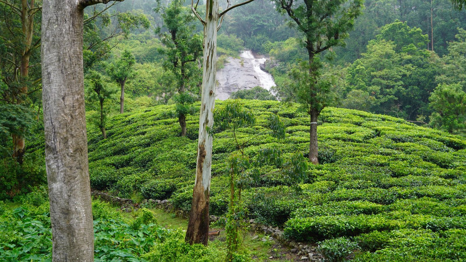 Valparai by road
