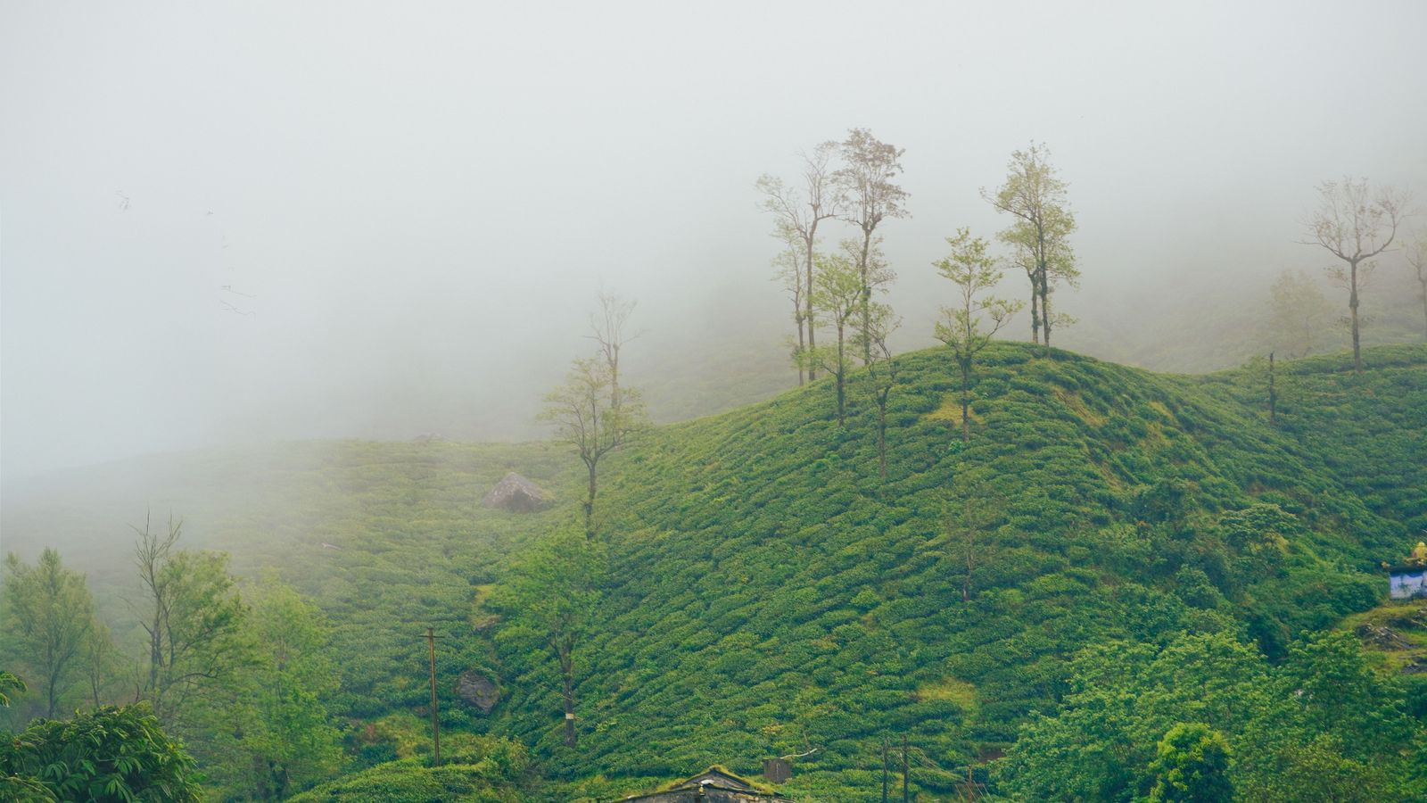Bangalore to Coorg